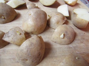Sprouting Potatoes (2)